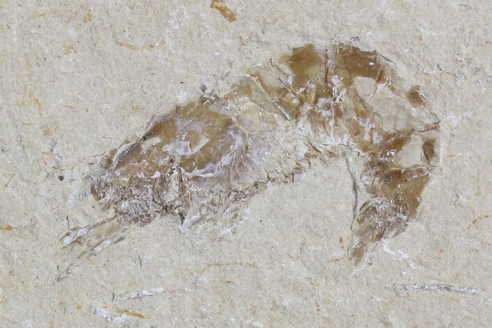 Cretaceous Fossil Shrimp - Lebanon #74530